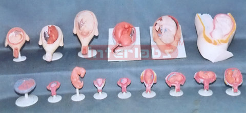 HUMAN PREGNANCY SERIES MODEL (15 PCS / SET)